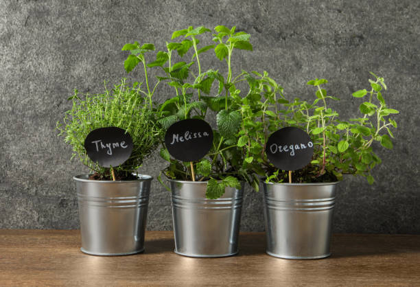 istock Different aromatic potted herbs on wooden table 1691135837
