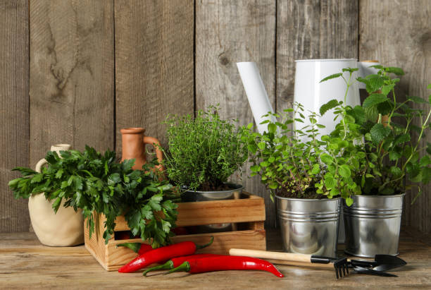 istock Different aromatic potted herbs, gardening tools and chili peppers on wooden table 1691135928