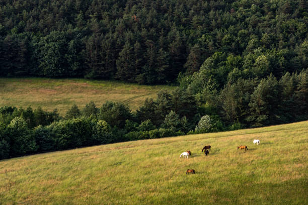 Landscape photo of cattle grazing the field