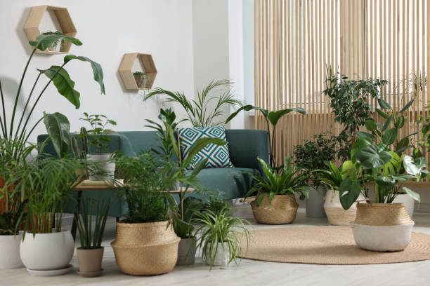 istock Relaxing atmosphere. Many different potted houseplants near sofa in room 1691137524