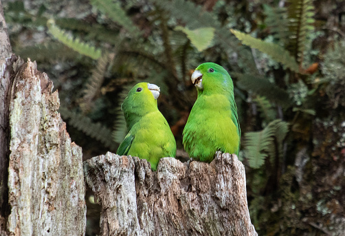 Two green Parrotlet in stump