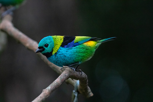 colorful bird perched in trunk