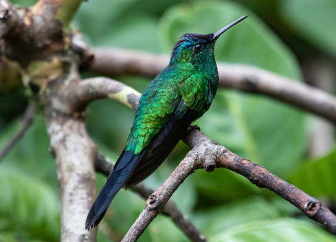 green hummingbird perched in twig