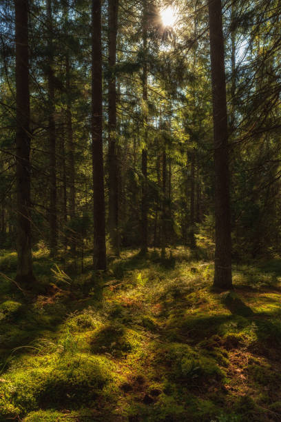 istock deep pine forest. sunlight through the branches illuminates the mossy hummocks in the foreground 1691145877