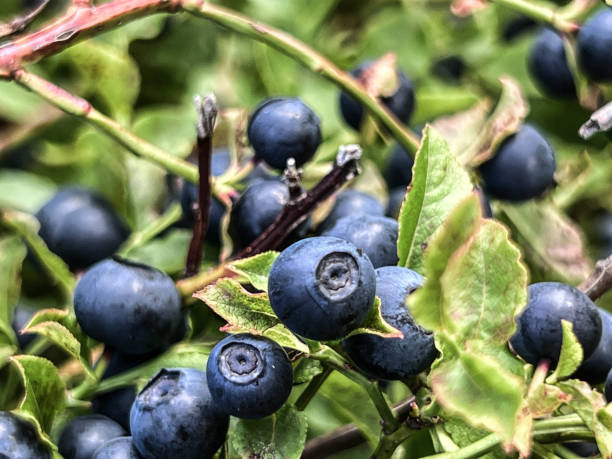 istock Ripe blueberries on bushes in the forest ready to be picked 1691151535