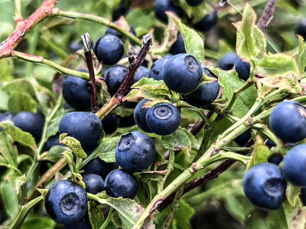 istock Ripe blueberries on bushes in the forest ready to be picked 1691152067