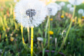 A fluffy dandelions on a green grass, close-up. A large dandelion on the bon, side view. Blowballs for post, screensaver, wallpaper, postcard, poster, banner, cover, website. High quality photo