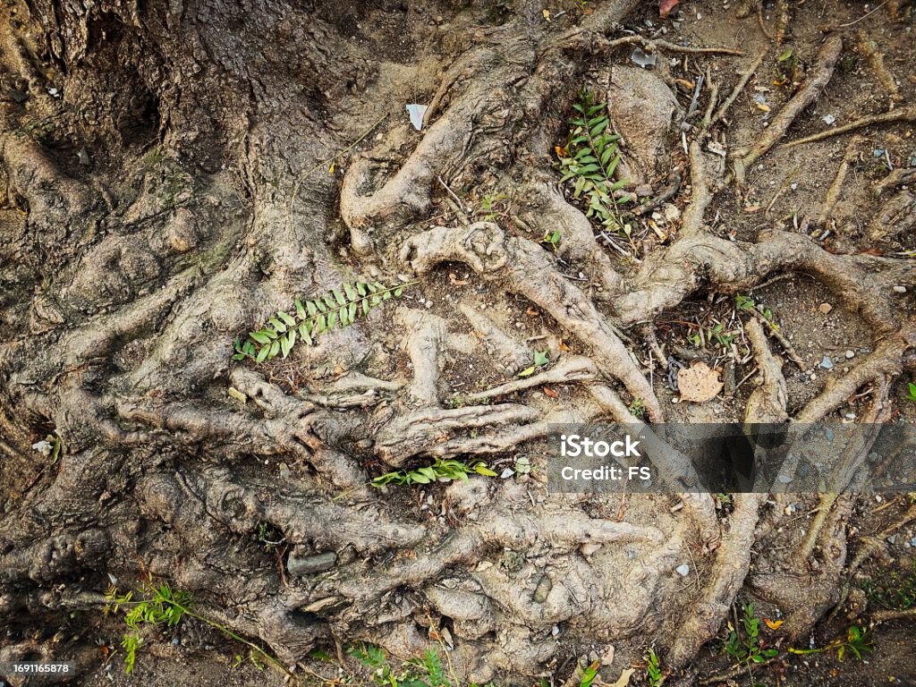 Opened Tree Roots Exposed Tree Roots Stock Photo - Download Image Now - Abstract, Autumn ...