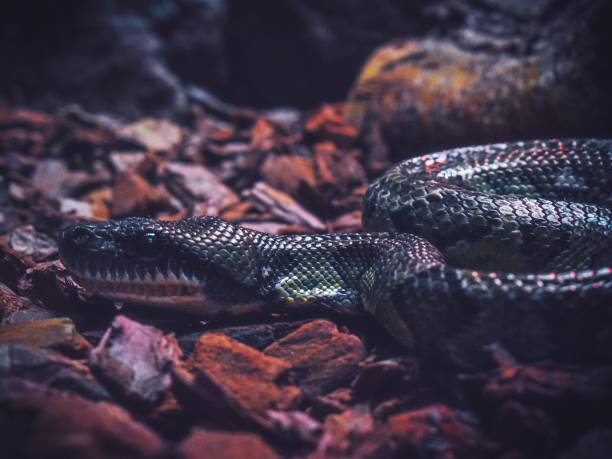 A snake lurking amongst rocks