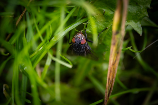 An fly hiding in a grass jungle