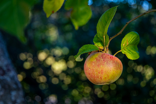 Aroma apple against bokeh background