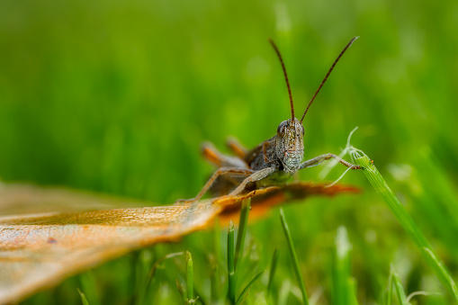 Grasshopper an a autumn leaf, bokeh background. a small life in a big big world