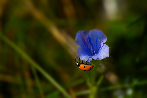 Ladybug on blurbell flower macro photography