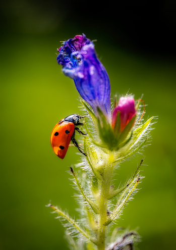 ladybug on leafladybug