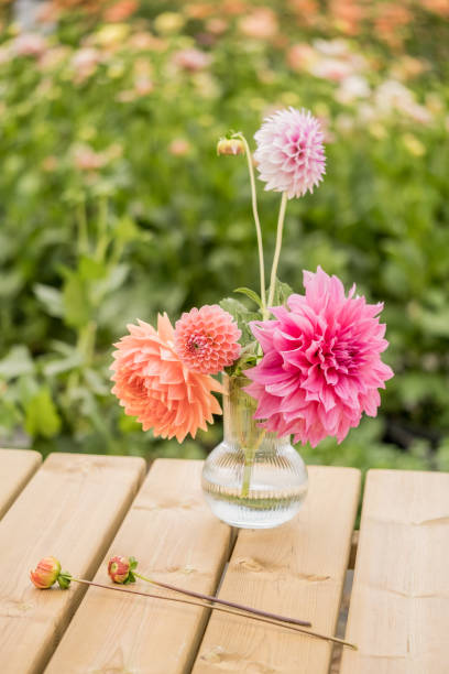 istock Colourful Dahlias In Full Bloom In A Vase 1691170452