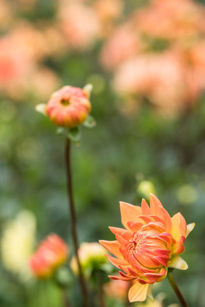 Colourful Orange Dahlias in full bloom at 'Dahlia Beach' at Millets Farm, Oxfordshire.