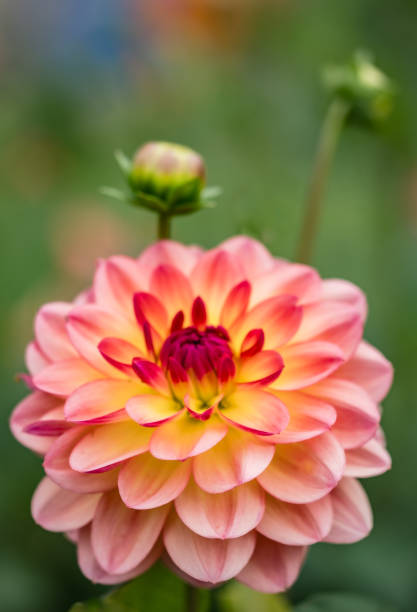 istock Colourful Dahlias In Full Bloom 1691170503