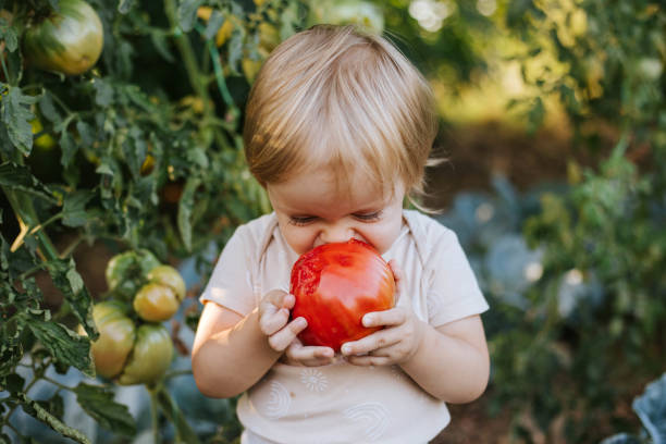 Freshly picked vegetables are the tastiest Little girl is eating tomatoes that she picked in the garden Only Baby Girls stock pictures, royalty-free photos & images