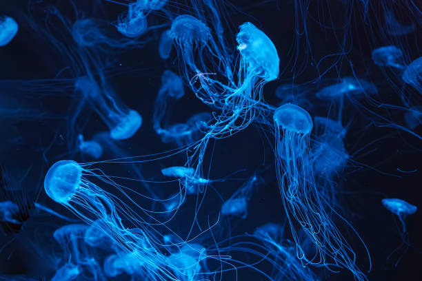 Cтоковое фото Группа медуз атлантической крапивы, плавающих в аквариуме с голубым неоновым светом