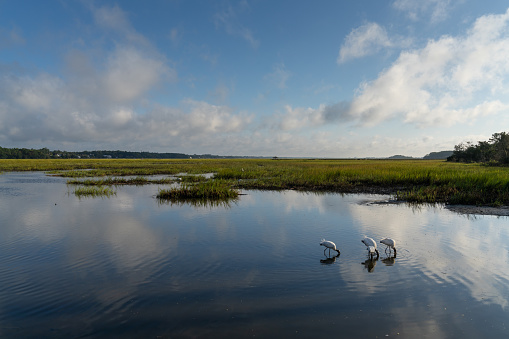 four wood storks searching for food in the marsh of Huntington Beach State park in South Carolina