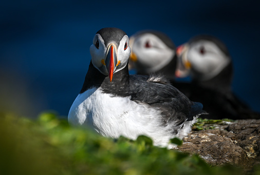 Puffins are beautiful birds with red a beak, spending most of the year out at see. They are also monogamous animals who have lifelong partners. They have one child each year. What a happy family!