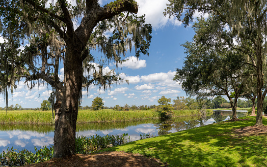 Landscape view of tidal marshlands and live oaks covered in Spanish moss in the Carolina Lowcountry