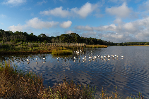 A view of many wood storks and a wooden dock in the marsh of Huntington Beach State Park in South Carolina