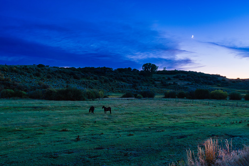 Horses at Dusk Rural Scene with Crescent Moon - Scenic rural ranch landscape at dusk.