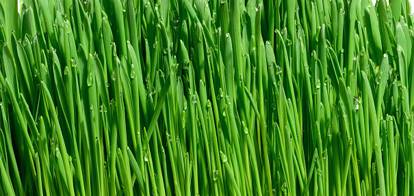 Green wheat sprouts with water drops, macro