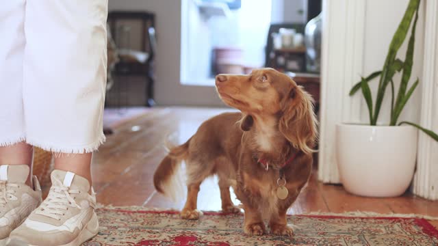 Dachshund performing tricks for snacks with his owner at home