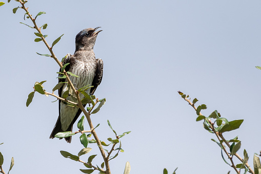 The purple martin (Progne subis) is a passerine bird in the swallow family Hirundinidae. It is the largest swallow in North America.