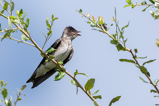 The purple martin (Progne subis) is a passerine bird in the swallow family Hirundinidae. It is the largest swallow in North America.