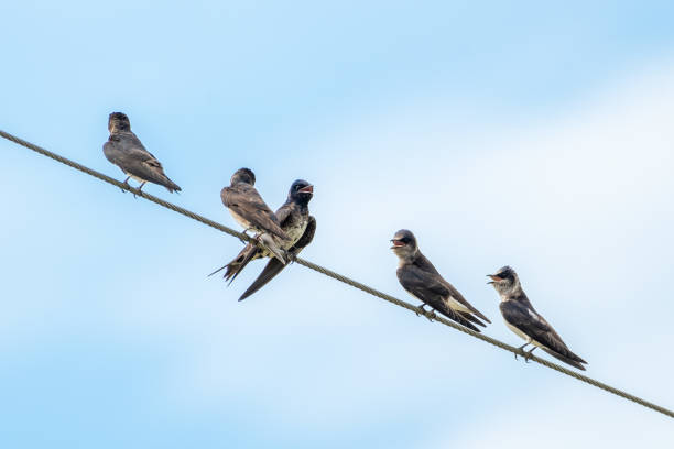 The purple martin (Progne subis) is a passerine bird in the swallow family Hirundinidae. It is the largest swallow in North America.