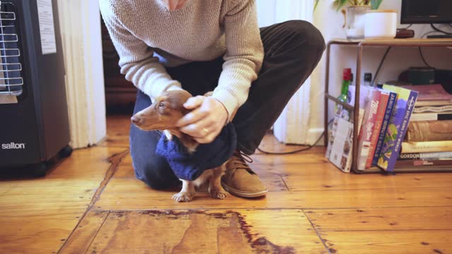 Owner putting a sweater on his dachshund before a walk