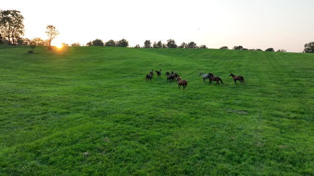 Horses running in pasture during golden sunset on summer day. Aerial tracking shot of thoroughbreds at equine farm in USA.