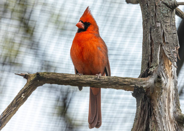 istock Northern Cardinal (Cardinalis cardinalis) in Central Park, New York 1691201258