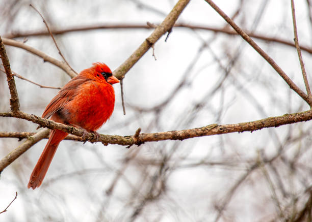 istock Northern Cardinal (Cardinalis cardinalis) in Central Park, New York 1691201786