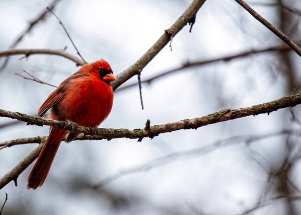 istock Northern Cardinal (Cardinalis cardinalis) in Central Park, New York 1691201794