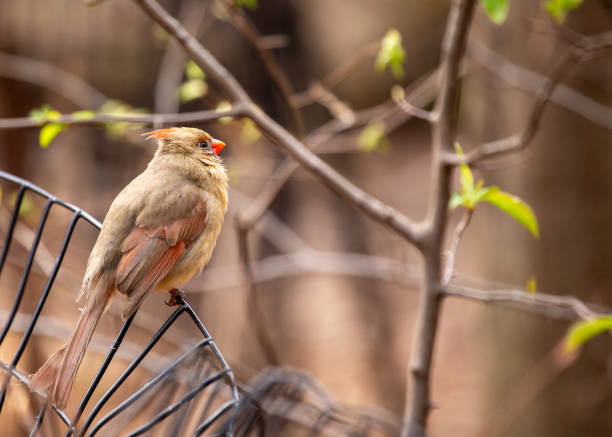 The iconic Northern Cardinal, Cardinalis cardinalis, captured in Central Park, New York, showcasing its vibrant plumage.