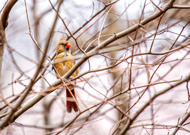 istock Northern Cardinal (Cardinalis cardinalis) in Central Park, New York 1691201812