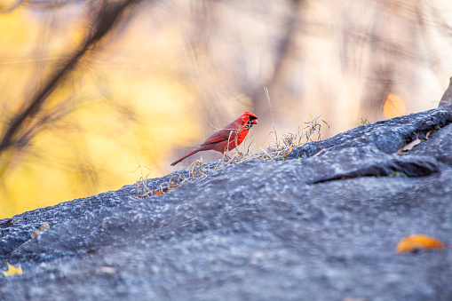 Northern cardinal (Cardinalis cardinalis) male and female at a pond to drink. Texas.