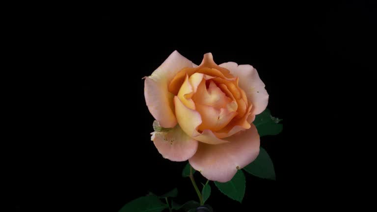 Timelapse of creamy rose flower blooming on black background. Blooming rose flower open, time lapse, close-up. Wedding backdrop, Valentine's Day concept. 4K UHD video timelapse