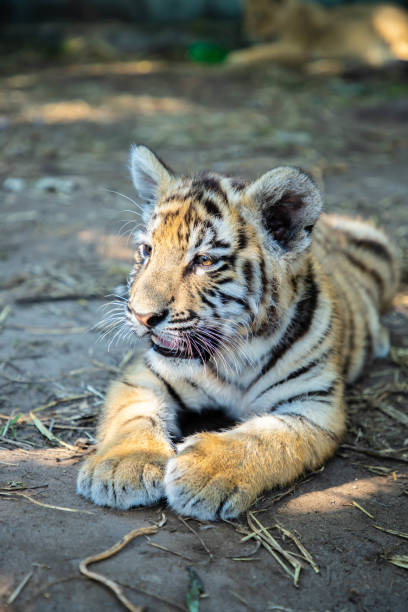 istock Baby tiger portrait in a ZOO 1691208992