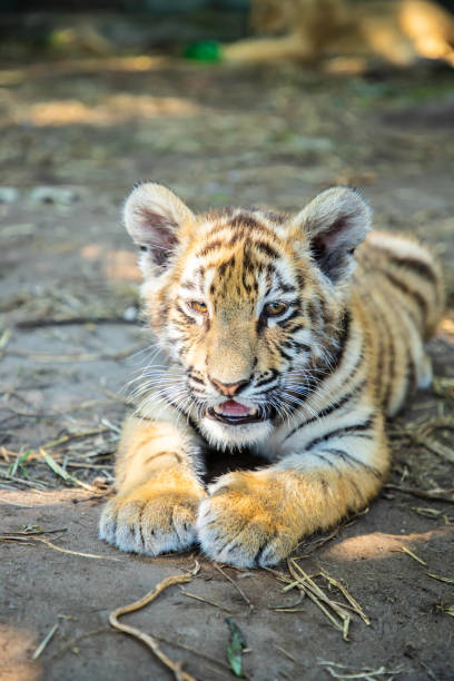 istock Baby tiger portrait in a ZOO 1691208994