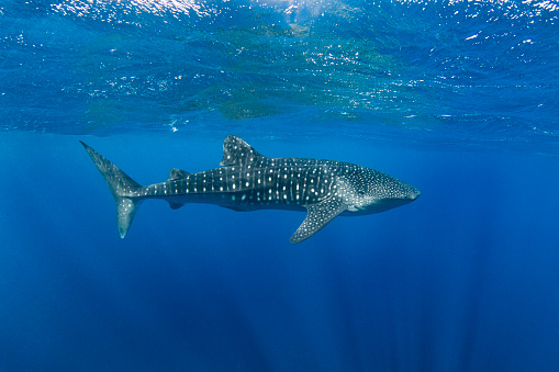 Whaleshark swimming through the deep blue open Pacific Ocean. Photographed off the tropical island of Vava’u, Kingdom of Tonga.