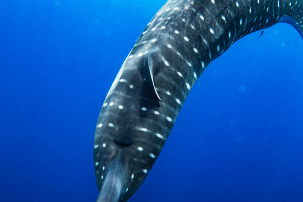 istock Close up of Whale shark tail while swimming through the deep blue open Pacific Ocean 1691209563