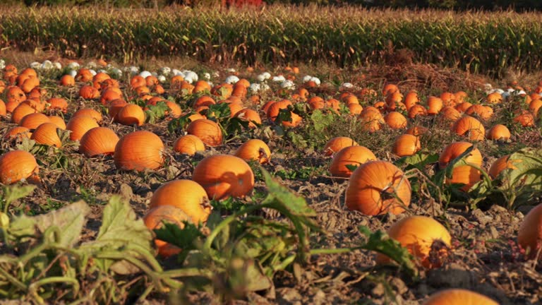 Golden hour evening at pumpkin farm. Decorated field with pumpkins at October, during seasonal holidays Thanksgiving day and Family day. Autumn visit and sale fair for Halloween. Pick you own pumpkins