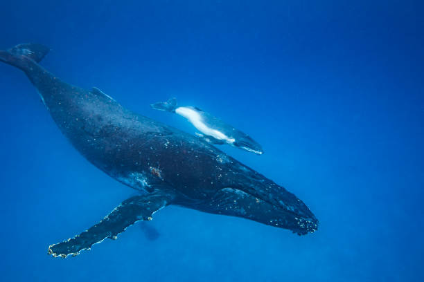 istock Humpback whale and calf swimming past in the deep blue clear Pacific Ocean 1691210096