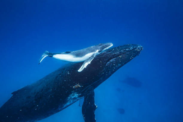 istock Humpback whale and calf swimming past in the deep blue clear Pacific Ocean 1691210099