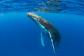 Close up of humpback whale Coming to surface to breathe